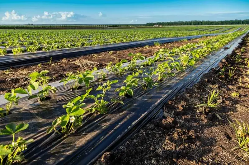 strawberries field